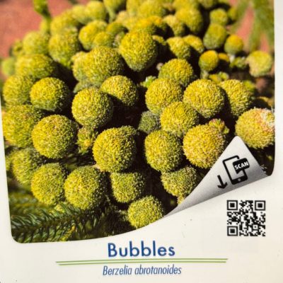 Brezelia Bubbles