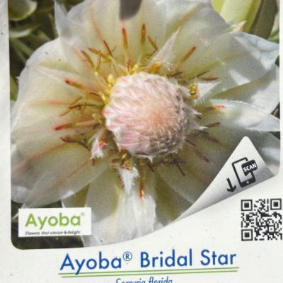 Serruria Bridal Star