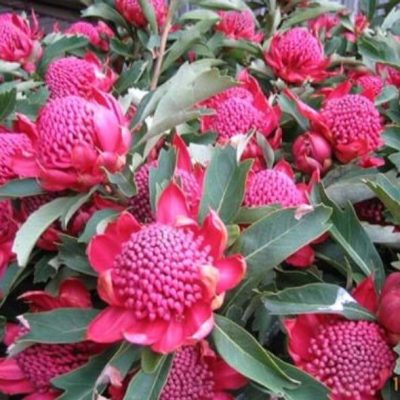 Telopea Shady Lady Crimson