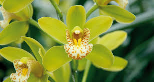 Orquidea de exterior – Horto de Lavra