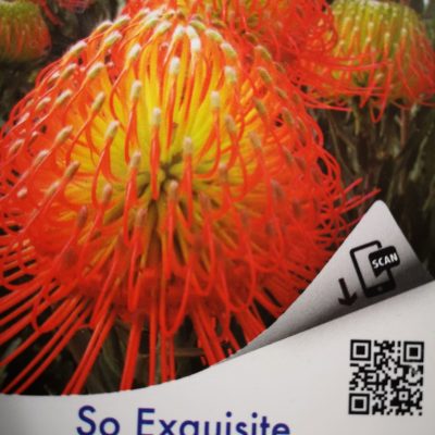 Leucospermum So Exquisite
