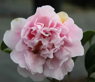 Camélia Perfumada Fragant Joy