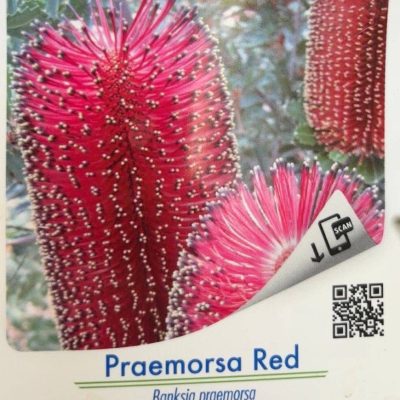 Banksia Praemorsa Red