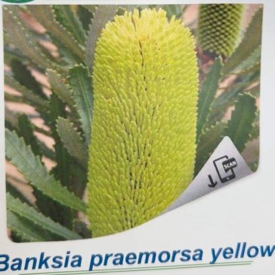 Banksia Praemorsa Yellow