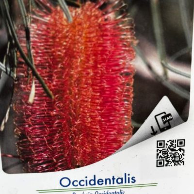 Banksia Occidentalis