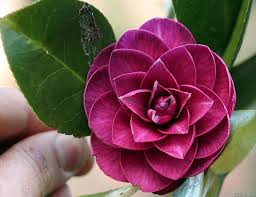 Camelia Angelina Vieira ICR-445 -1976