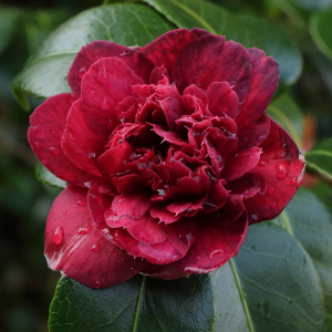 Camelia Captain Blood