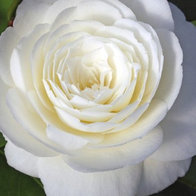 Camelia Dahlonega