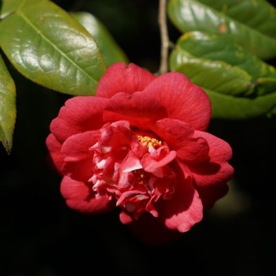 Camelia Heimudan (Dark Peony) ICR 7199-1989