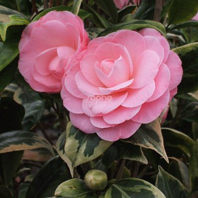 Camelia Kergulen (Variegata) EU 23331