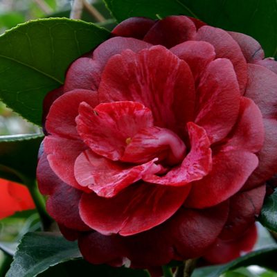 Camelia Konronkoku