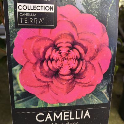 Camelia Nine Bens