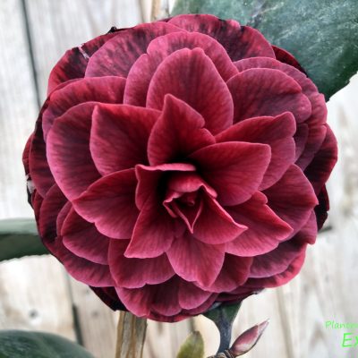 Camelia Red Leaf Bella