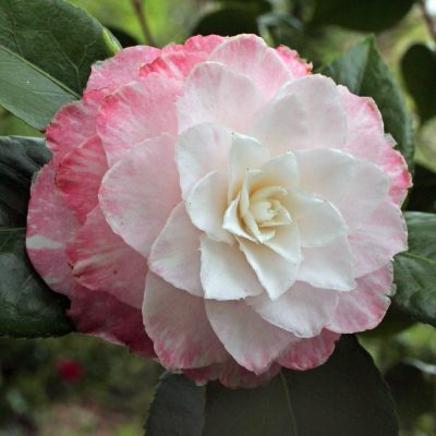 Camelia Sawada's Dream