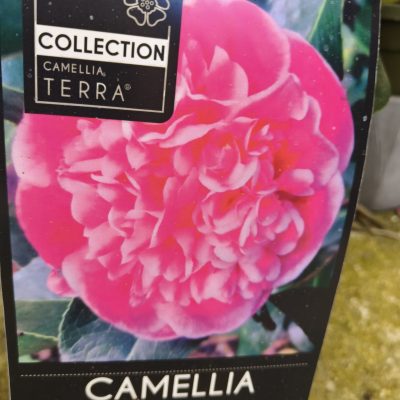 Camelia Yu Tianshi