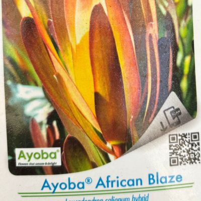 Leucadendron African Blaze