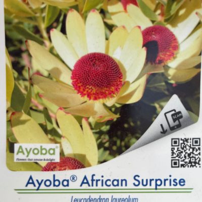 Leucadendron African Surprise