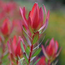 Leucadendron Devil's Blush
