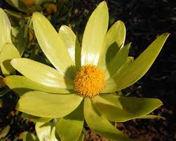 Leucadendron Laureolum