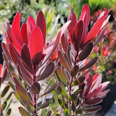 Leucadendron Safari Sunset