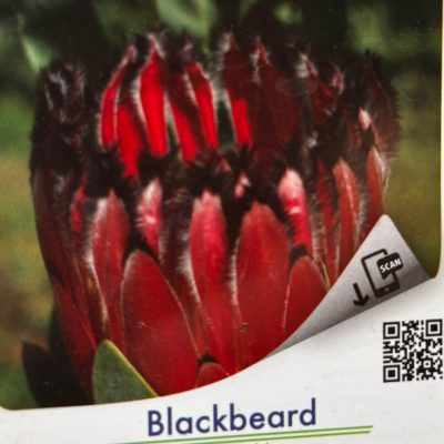 Protea Blackbeard