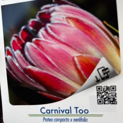 Protea Carnival Too