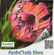 Protea Lady Klara