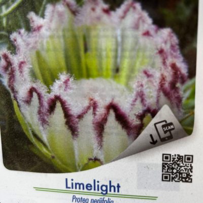 Protea Limelight