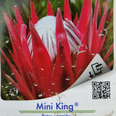 Protea Mini King