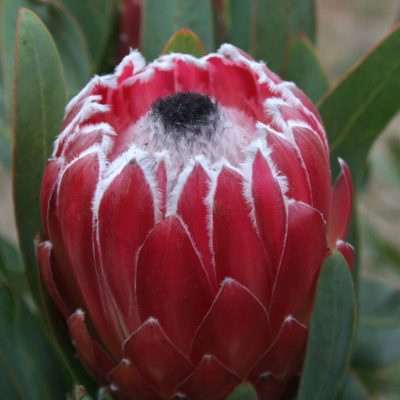 Protea Sheila