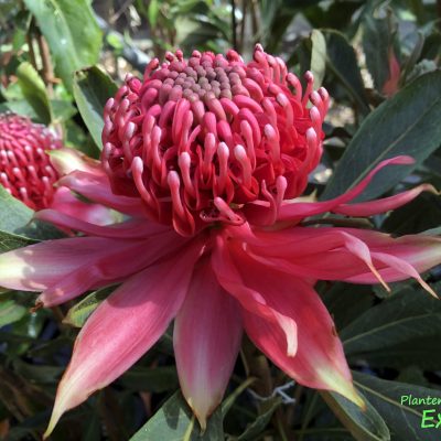 Telopea Red Embers