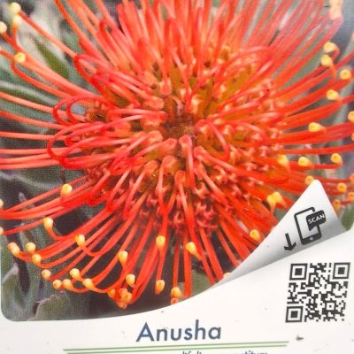 Leucospermum Anusha