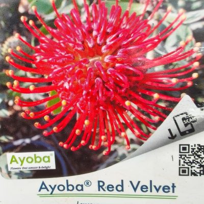 Leucospermum Ayoba Red Velvet