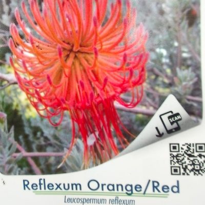 Leucospermum Reflexum Orange/Red