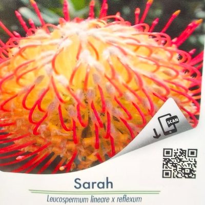 Leucospermum Sarah