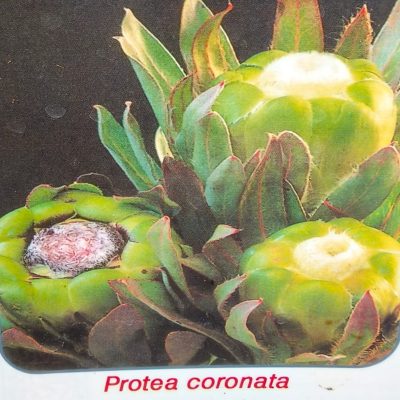 Protea Coronata