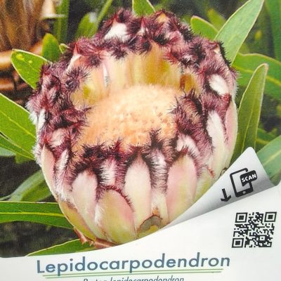 Protea Lepidocarpodendron