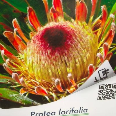 Protea Lorifolia
