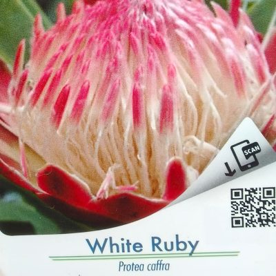 Protea White Ruby